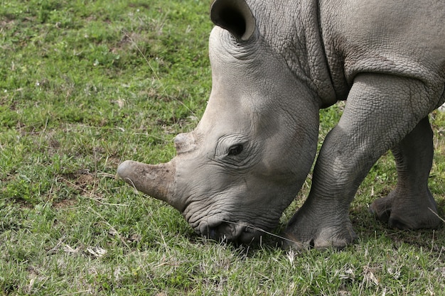 Free Photo | Magnificent rhinoceros grazing on the grass covered fields ...