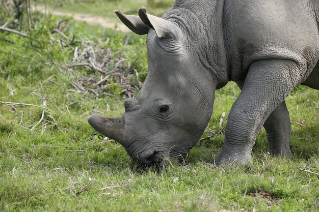 Free Photo | Magnificent rhinoceros grazing on the grass covered fields ...