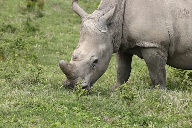 Free Photo Magnificent Rhinoceros Grazing On The Grass Covered Fields