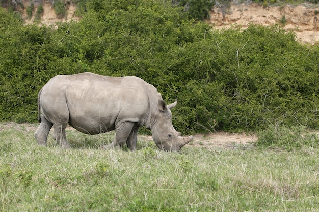 Free Photo | Magnificent rhinoceros grazing on the grass covered fields ...