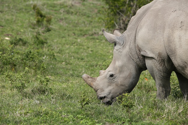 Free Photo | Magnificent rhinoceros grazing on the grass covered fields ...