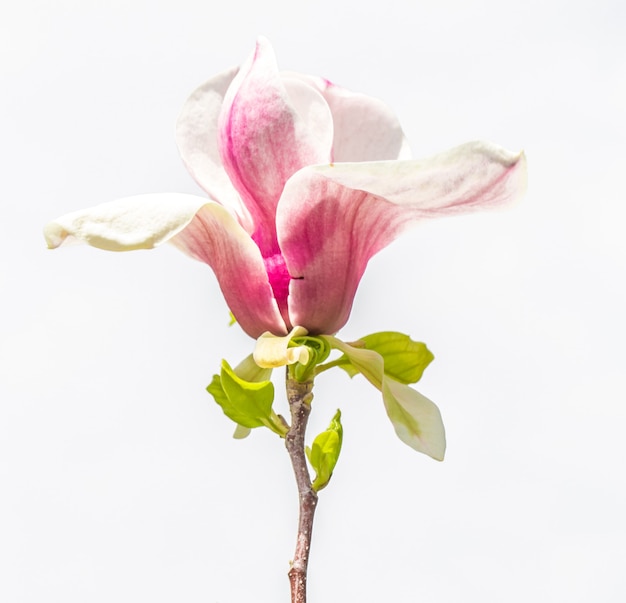 マグノリアの花のクローズアップ 無料の写真
