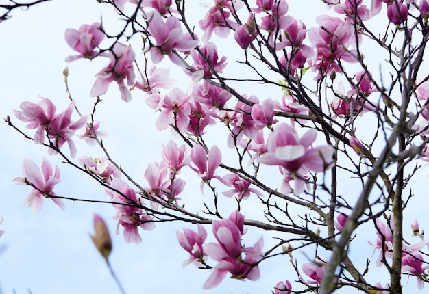 Premium Photo | Magnolia tree blossoming