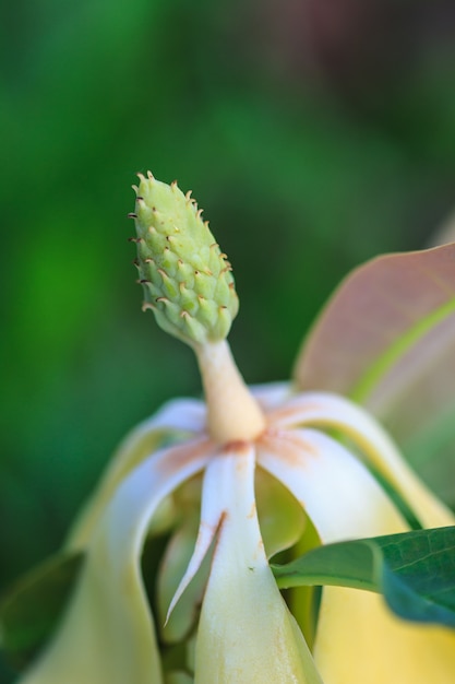 TÌNH YÊU CÂY CỎ  - Page 62 Magnolia-utilis-flower_42088-1613