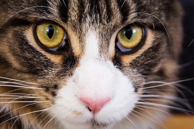 Premium Photo | Maine coon cat. cat eyes. close up