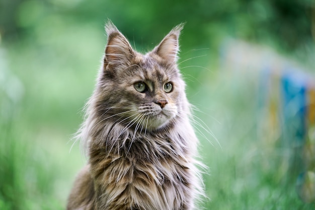 Premium Photo | Maine coon cat in the garden