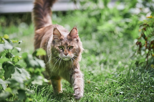 庭のメインクーン猫 大人のかわいい猫が公園の芝生の上を歩きます 家の愛情と愛情のための大きな猫の品種 プレミアム写真