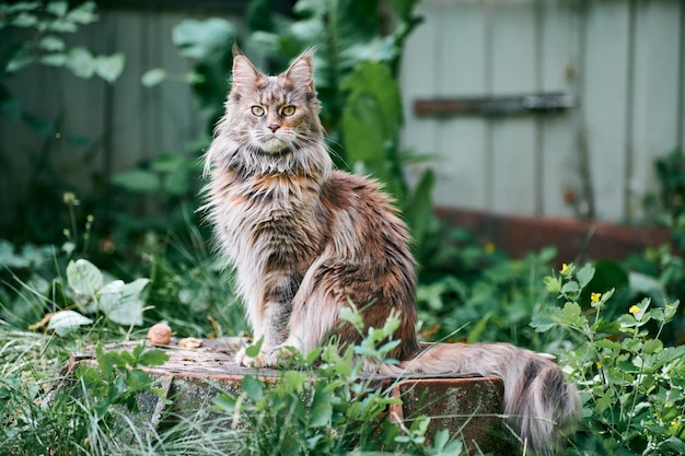 庭のプロットのメインクーン猫 大人のかわいい猫が公園の芝生の上を歩きます 家の愛情と愛情のための大きな猫の品種 プレミアム写真