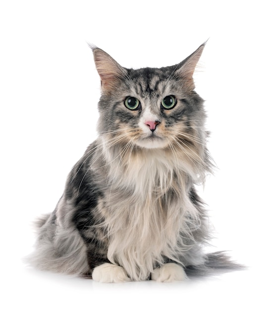 Premium Photo | Maine coon cat isolated on white