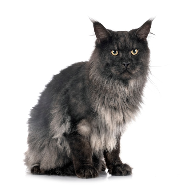 Premium Photo | Maine coon cat isolated on white