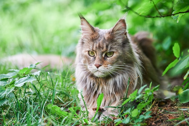 Premium Photo | Maine coon cat in park grass. adult cute cat walk in ...