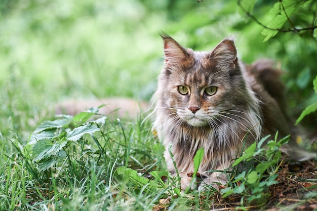 Premium Photo | Maine coon cat in park grass