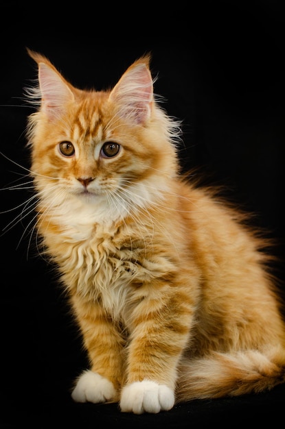 Premium Photo | Maine coon cat of red color, with fluffy red hair, on black background. he has a long mustache and tail and very large paws, fluffy hair. maine coon