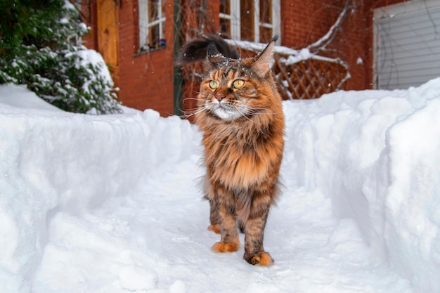 Premium Photo | Maine coon cat walks along the snow path between the