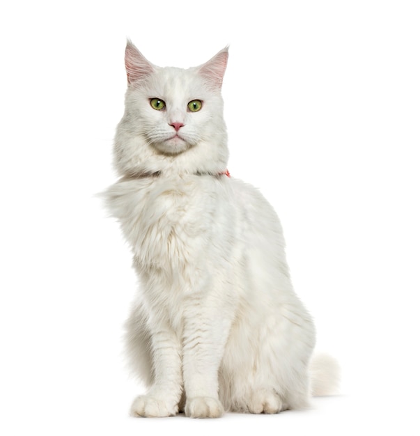 Premium Photo | Maine coon sitting in front of white surface