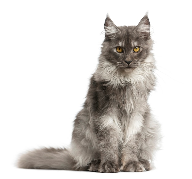 Premium Photo | Maine coon sitting in front of a white wall