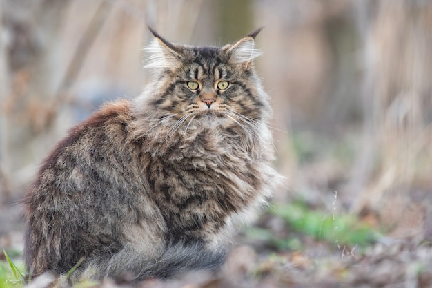 Premium Photo | Maine coon sitting in the garden and looking away