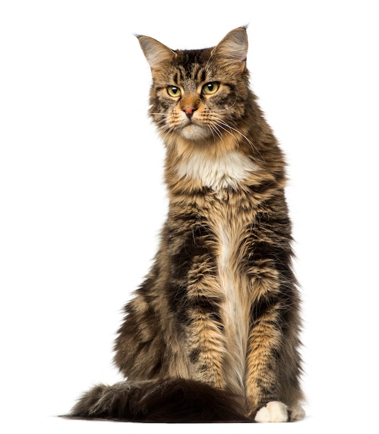 Premium Photo | Maine coon sitting and looking away