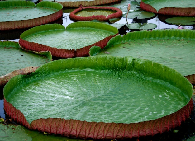 Premium Photo | Majestic amazon lily pads in tropical asia