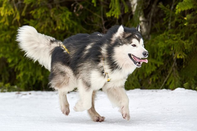 雪の中を走るマラミュート犬 プレミアム写真