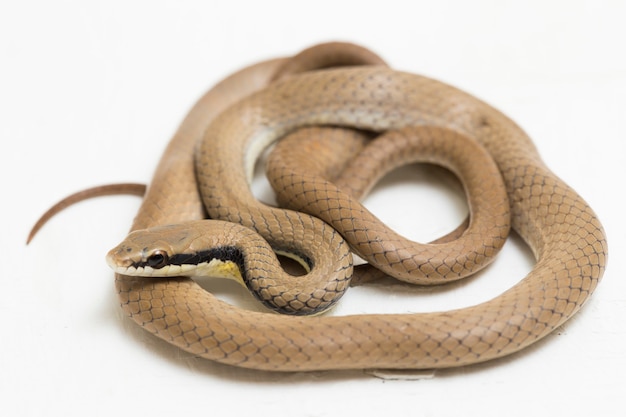 Premium Photo Malayan Ringneck Snake Liopeltis Tricolor Isolated On White Surface