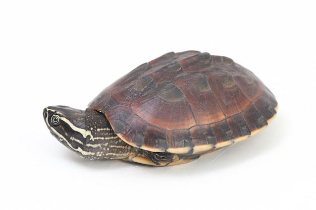 Premium Photo | The malayan snail-eating turtle on white space