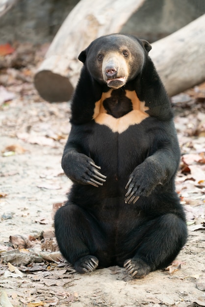 Premium Photo | Malayan sunbear sunbear in zoo