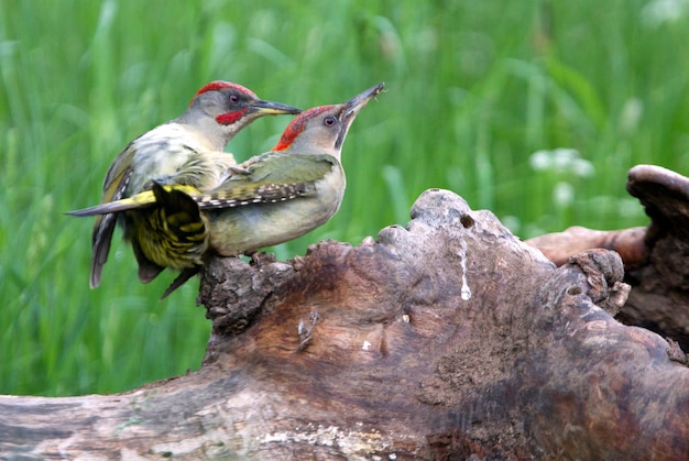 Picus Viridisの交尾 鳥 スズメ目 キツツキ キツツキのオスとメス プレミアム写真