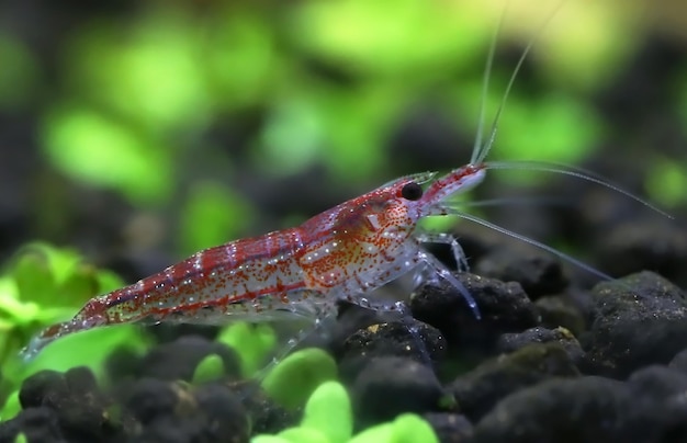 Premium Photo | Male cherry shrimp in a planted aquarium