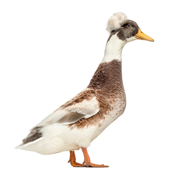 Premium Photo | Male crested ducks, lophonetta specularioides, standing ...