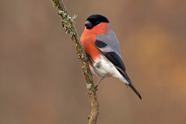 Premium Photo | Male of eurasian bullfinch