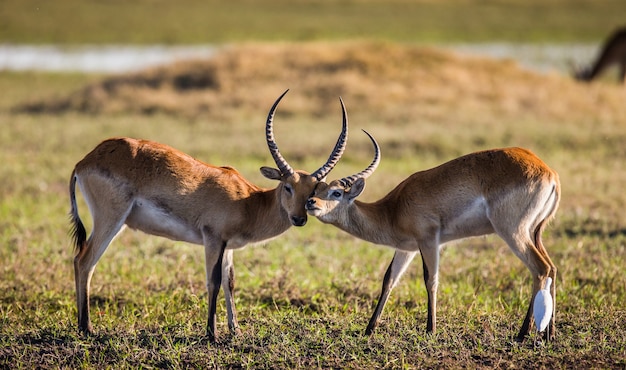 Premium Photo | Male and female antelope are during the mating season