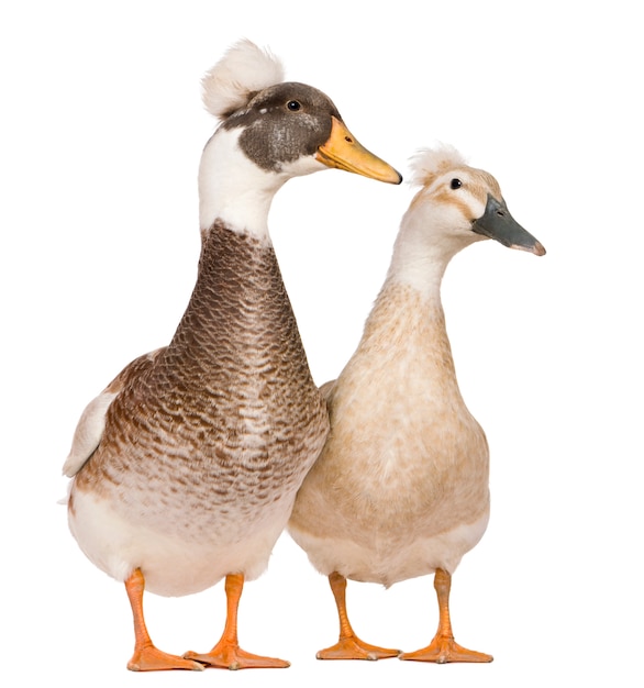 Premium Photo | Male and female crested ducks standing in front of ...