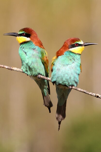 Premium Photo | Male and female of european bee-eater with the first ...