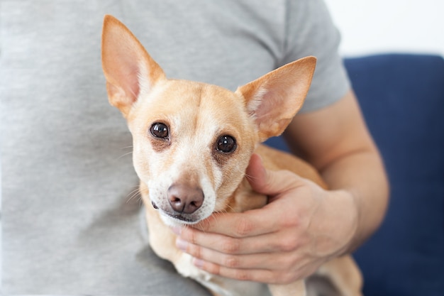 男性の手が犬をなでます 飼い主は彼の犬が大好きです 人と犬の友情 所有者の手にチワワ 人と犬 獣医学 獣医の理解 プレミアム写真