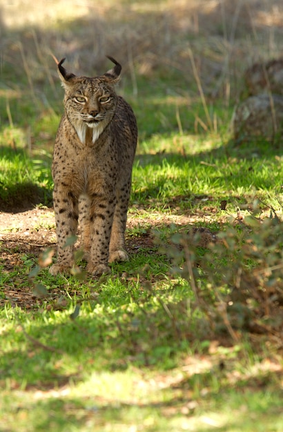 Premium Photo | Male of iberian lynx into the foggy, bobcat, wildcat ...