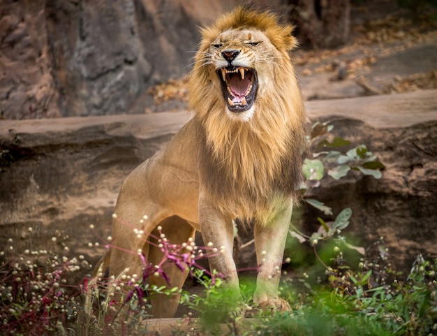 Male lions roaring, standing on the natural environment of the zoo ...