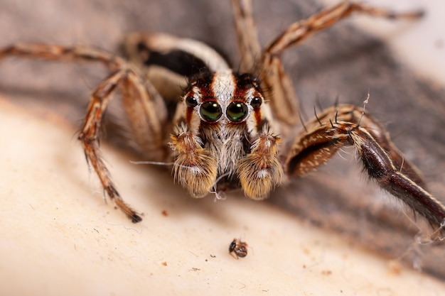 Premium Photo | Male Pantropical Jumping Spider Of The Species ...