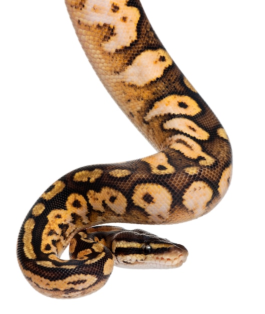 Premium Photo | Male pastel calico python royal python, ball python