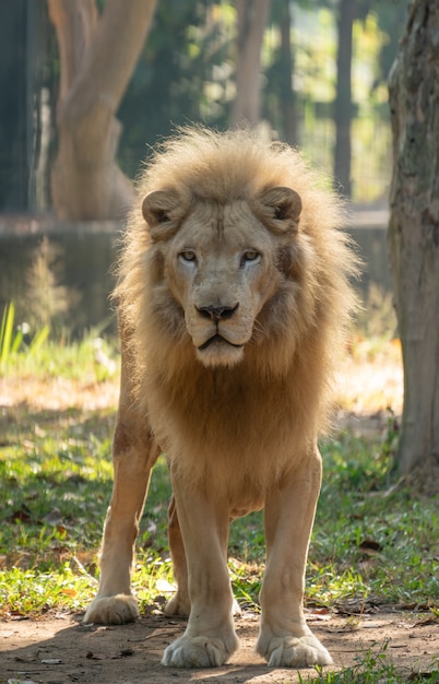 動物園の雄の白いライオン プレミアム写真