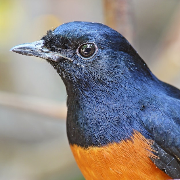 Premium Photo | Male white-rumped shama (copsychus malabaricus)