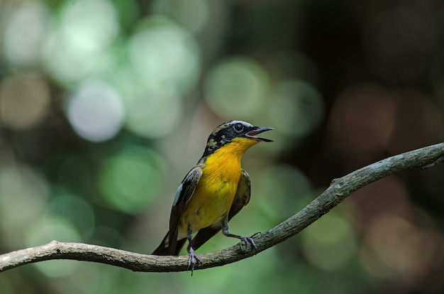 Premium Photo | Male yellow rumped flycatcher (ficedula zanthopygia)