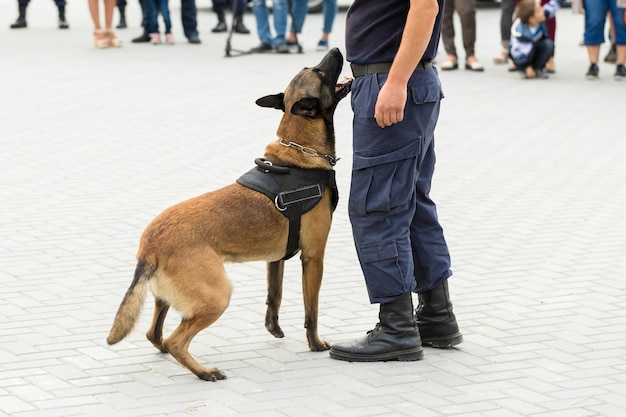 Premium Photo | Malinois belgian shepherd guard the border the border ...