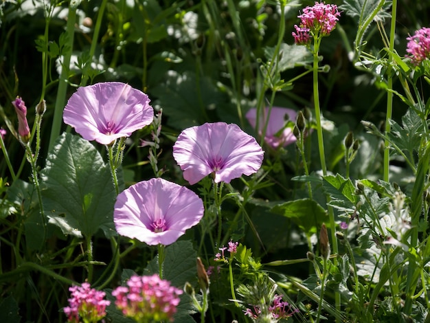 Premium Photo Mallow Leaved Bindweed Convolvulus Althaeoides