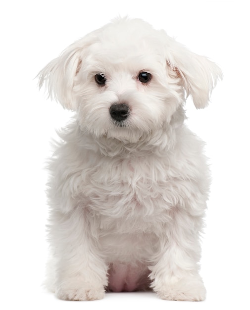 Premium Photo | Maltese, 7 months old. dog portrait isolated