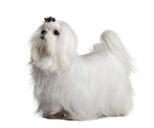 Premium Photo | Maltese dog, 1 year old, standing