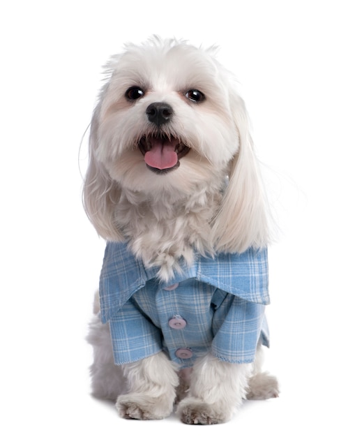 maltese dog clothes