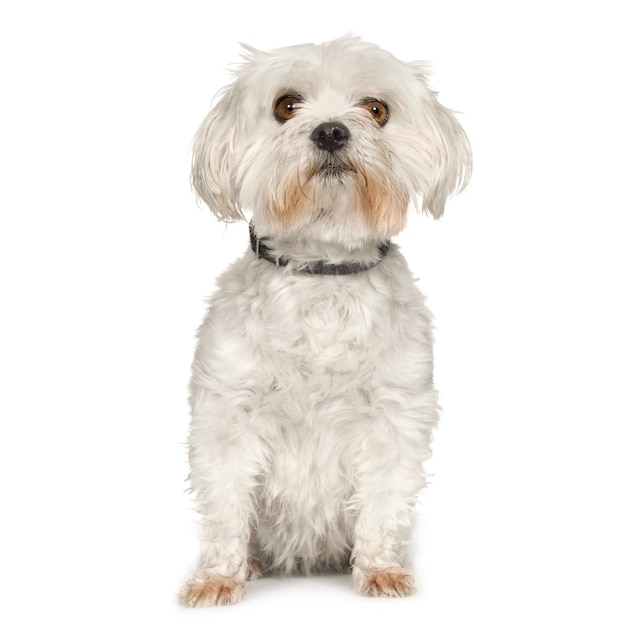 Premium Photo | Maltese dog portrait isolated