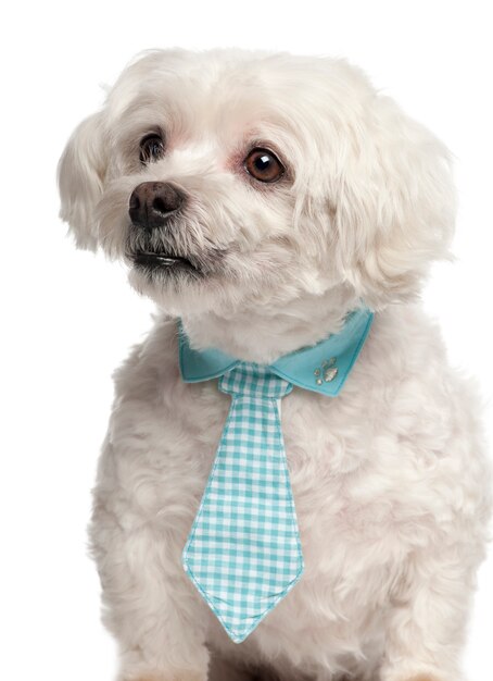 Premium Photo | Maltese wearing a tie