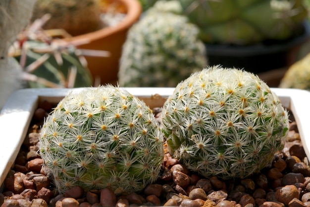 Mammillaria schiedeana cactus in pot Premium Photo